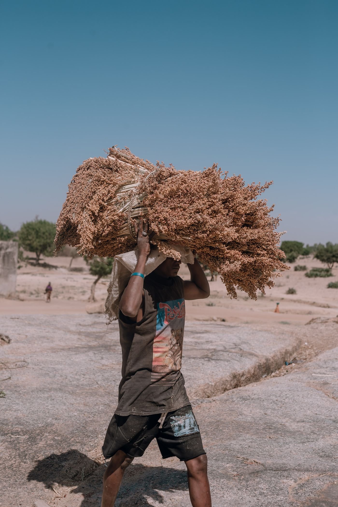 Harvested agricultural commodity prepared for trade